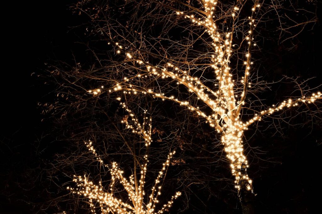 Пляж деревья